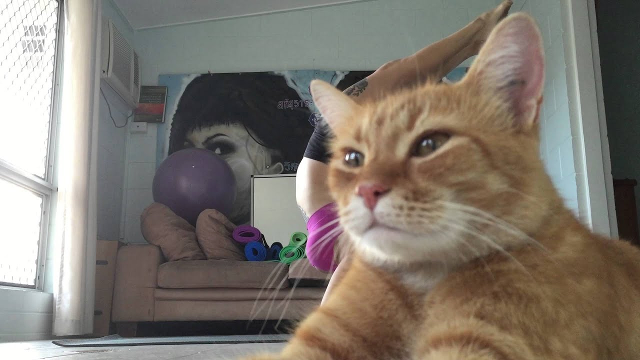 yogi pet~ (Original Arrogant Cat)