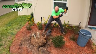 How To Dig Out A Crepe Myrtle And Root Ball Stump Removal by Copper Creek Cuts Lawn Care 2,305 views 1 day ago 10 minutes, 11 seconds