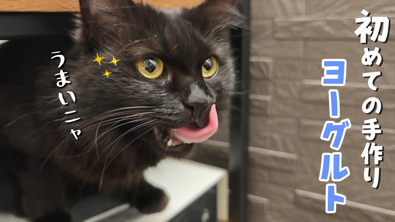 猫と一緒に自家製のヨーグルトを作ってみたらこうなった