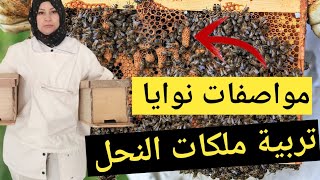 نوايا تربية ملكات النحل الأستاذة بوري saida bouri