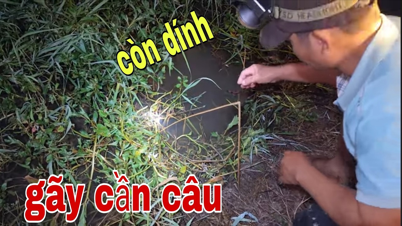 Cắm Câu Cá Lóc Mồi Nhái , Nó Kéo Gãy Cần Câu Luôn Trời # SĂN BẮT ĐỒNG THÁP #