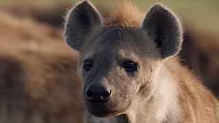 Lion Attacked by Pack of Hyenas | Dynasties | BBC Earth