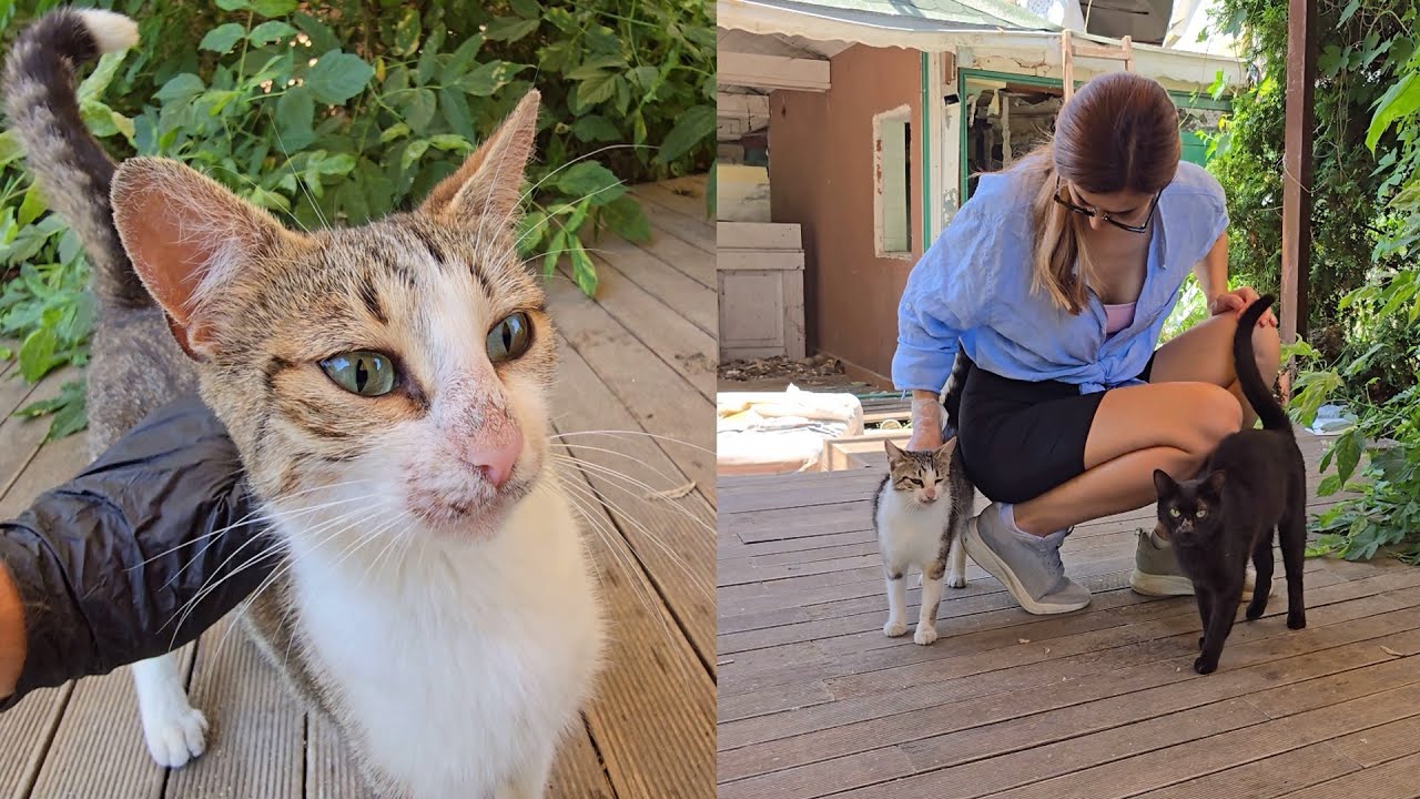 How to Care for a Feral Cat: Essential Tips