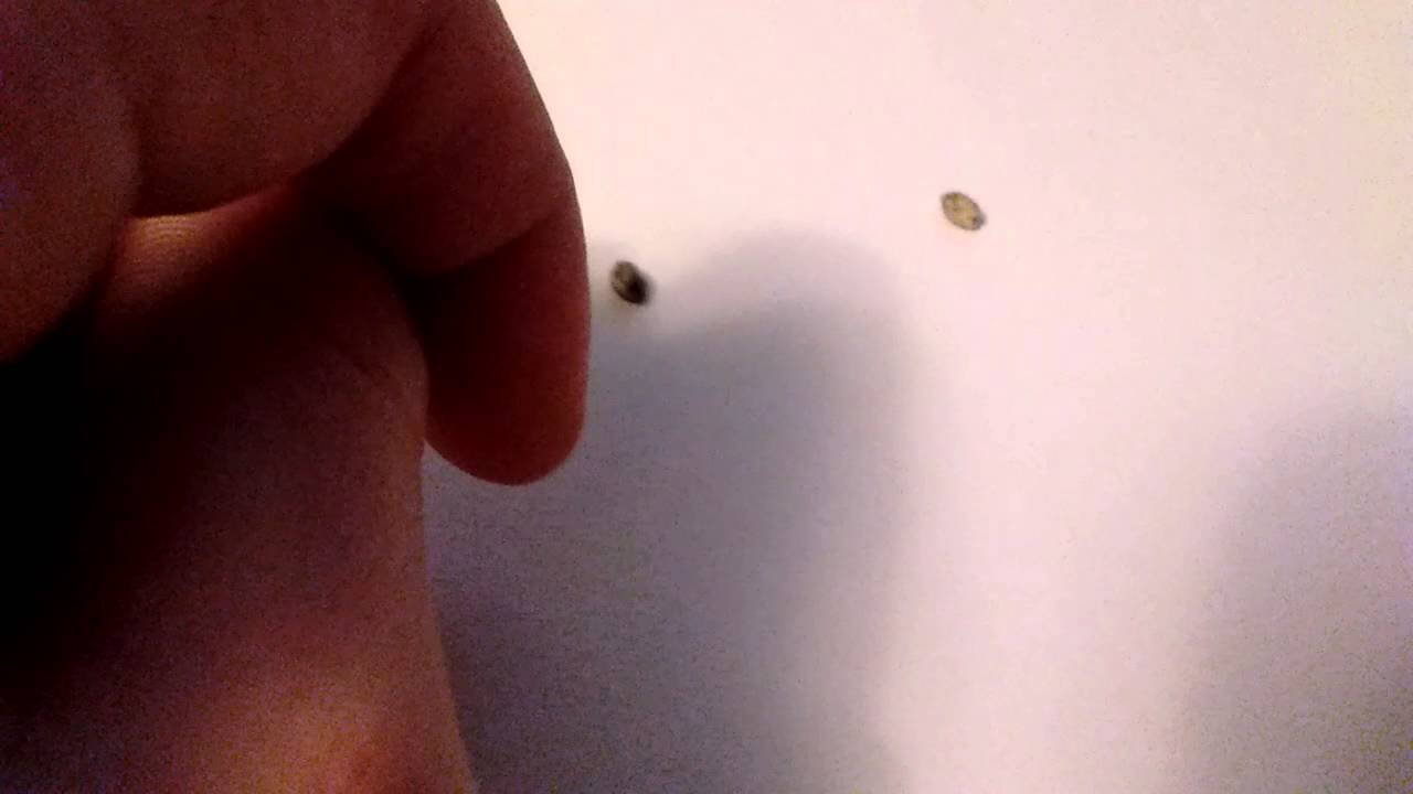 How to tell good quality weed seeds vs bad