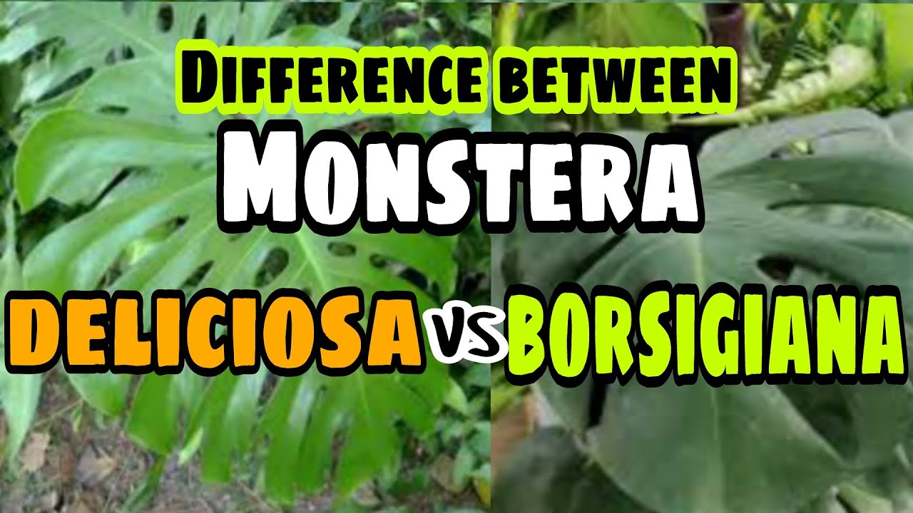 Monstera Deliciosa Vs. Borsigiana (Differences and Similarities)
