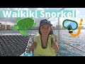 How to SNORKEL with TURTLES in Waikiki | Most AFFORDABLE snorkel tour | OAHU