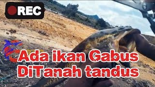 Casting Gabus Dilahan Tandus ekogabus 