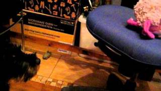 Jagdterrier 3.5 Month