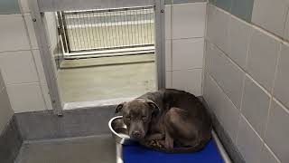 acs A641177