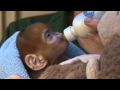 Cute ginger monkey born at ZSL London Zoo