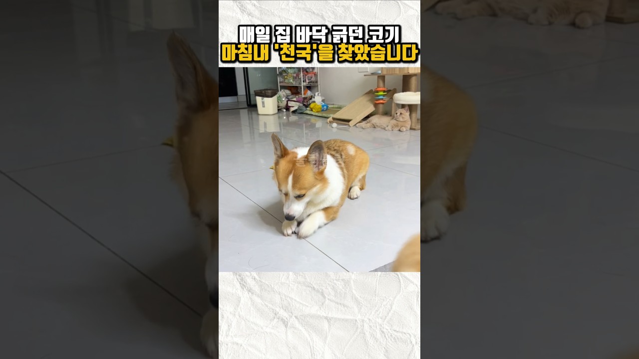집안 바닥만 파는 댕댕이, 밭에 데려갔더니 벌어진 일#Shorts #쇼츠 #웰시코기 #강아지 #반려동물 #댕댕이