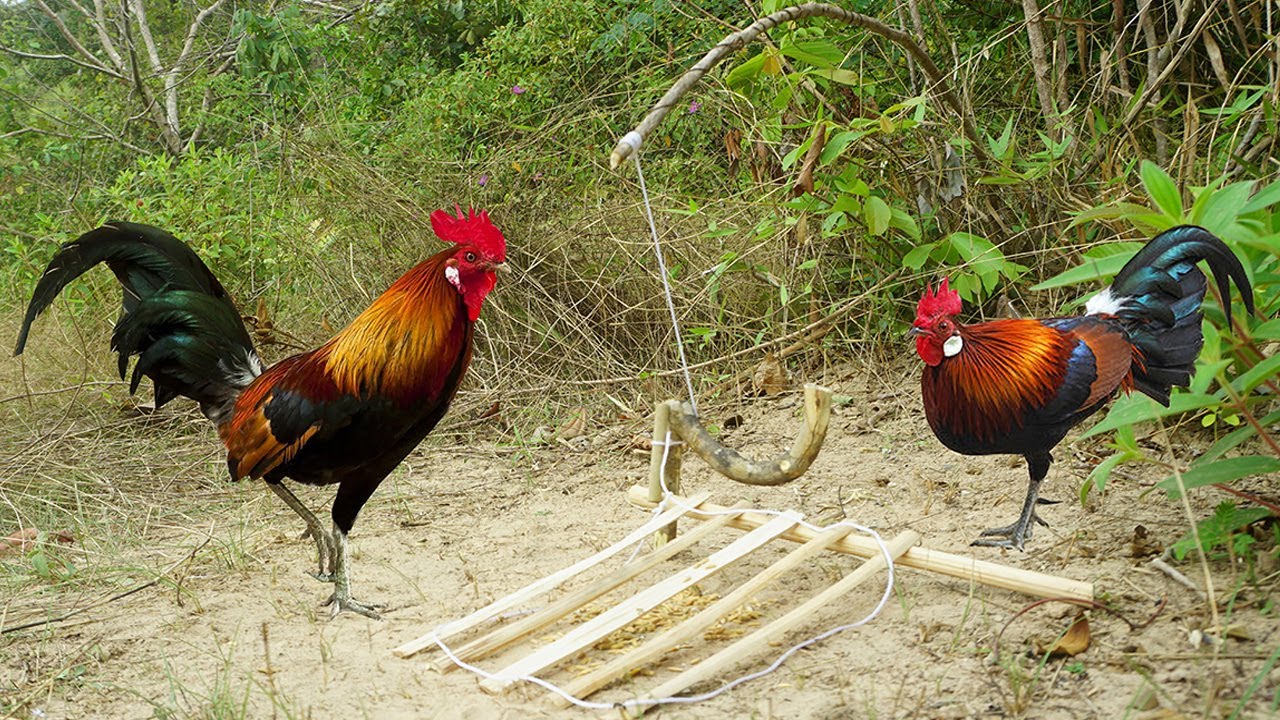 Simple Wild Chicken Trap Using Wood /Easy Make Wild Chicken Trap / How To Catch Wild Chicken