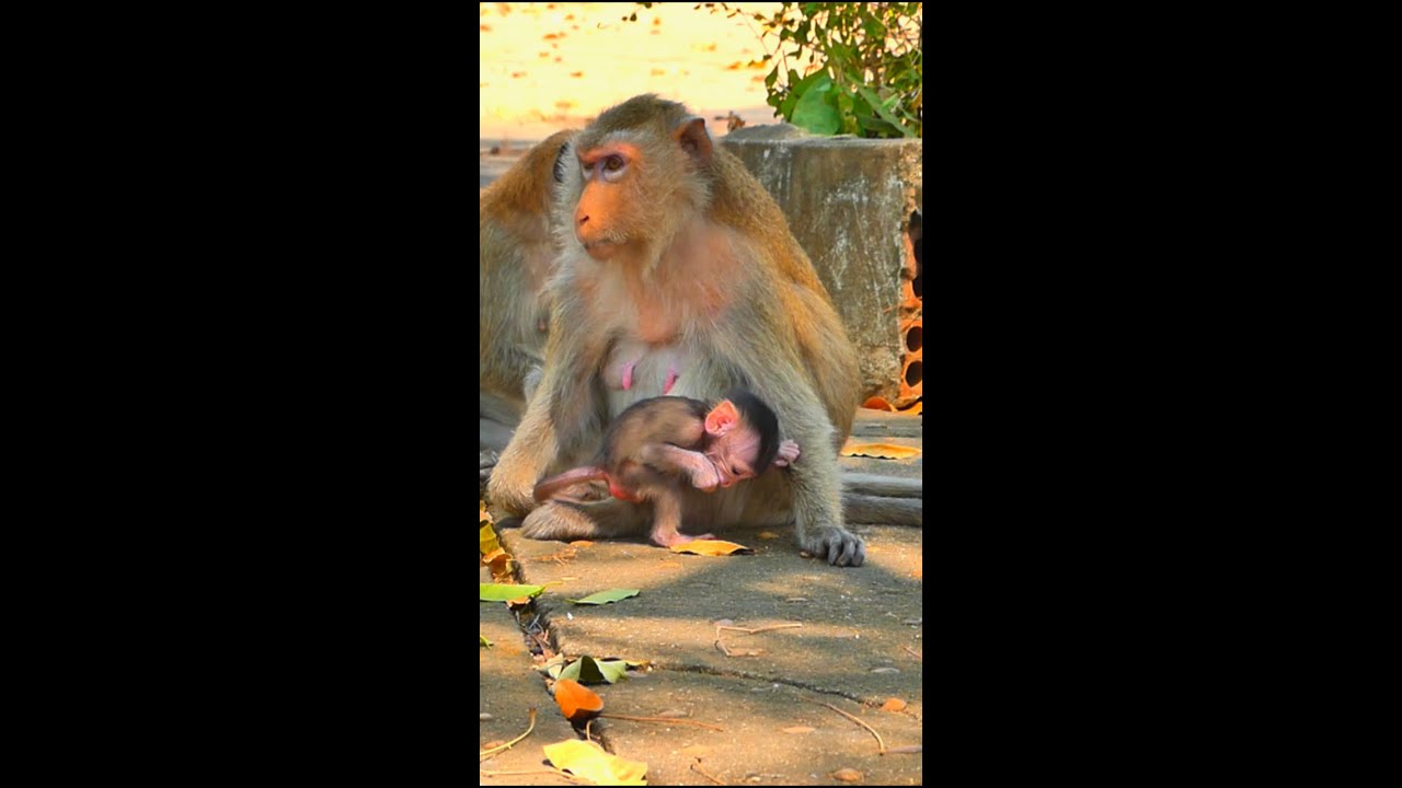 Baby monkey overcomes fear of insects - YouTube