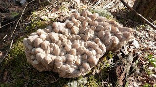 видео: Чудеса Хрустального острова. Поиск хрустальных жил! картинка: Чудеса Хрустального острова. Поиск хрустальных жил!