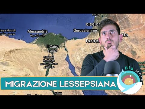 Video: Cos'è La Migrazione?