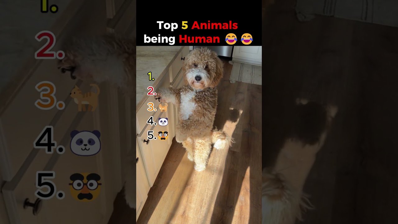 Animals Acting Like Humans 😂🐾  