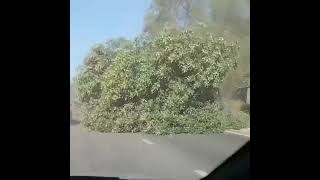Дерево упало на Димитроградском шоссе