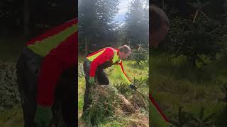 Tannenpflege: Sauberkeit &amp; Artenschutz 🌳     Christmas tree care: Cleanliness &amp; species protection 🌳