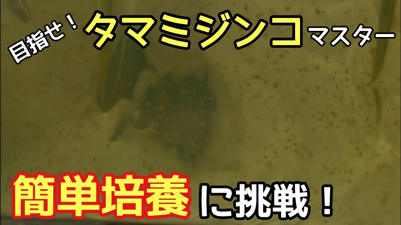 タマミジンコ培養 初心者でも出来る簡単爆殖に挑戦 ミジンコ Youtube