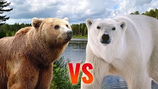 Grizzly Bear vs Polar Bear | SPORE