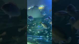 Aqua Marine Museum, Kuala Lumpur.😍 #malaysia #kualalumpur #marine #marinelife #museum #explore #yt