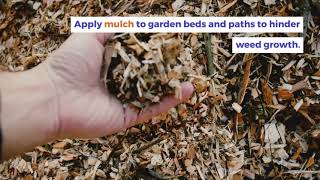 Vegetable Garden Weed Managment: 6 Highly Effective Techniques