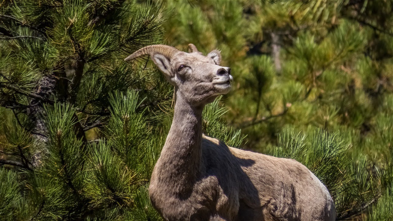 Hiking Lovers Leap! Custer State Park! Black Hills Of South Dakota!