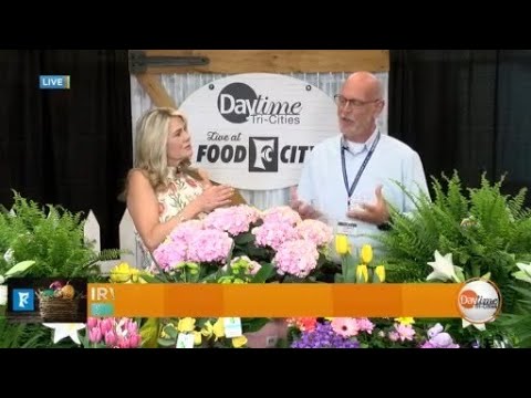 Sponsored content Daytime LIVE Food City Easter Special-Part 4
