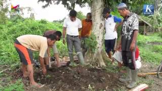 Gerakan Pertanian Organik Tanjung Jabung Timur Jambi 