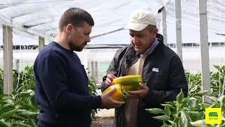 Peperone Lamuyo Giallo - Seoul