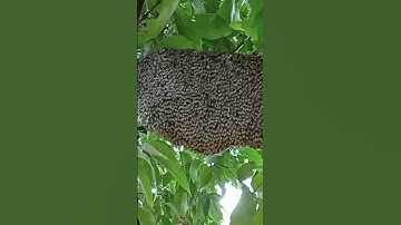 Cách nuôi ong ruồi lấy mật|@anhbayxunau #cách #kỹ