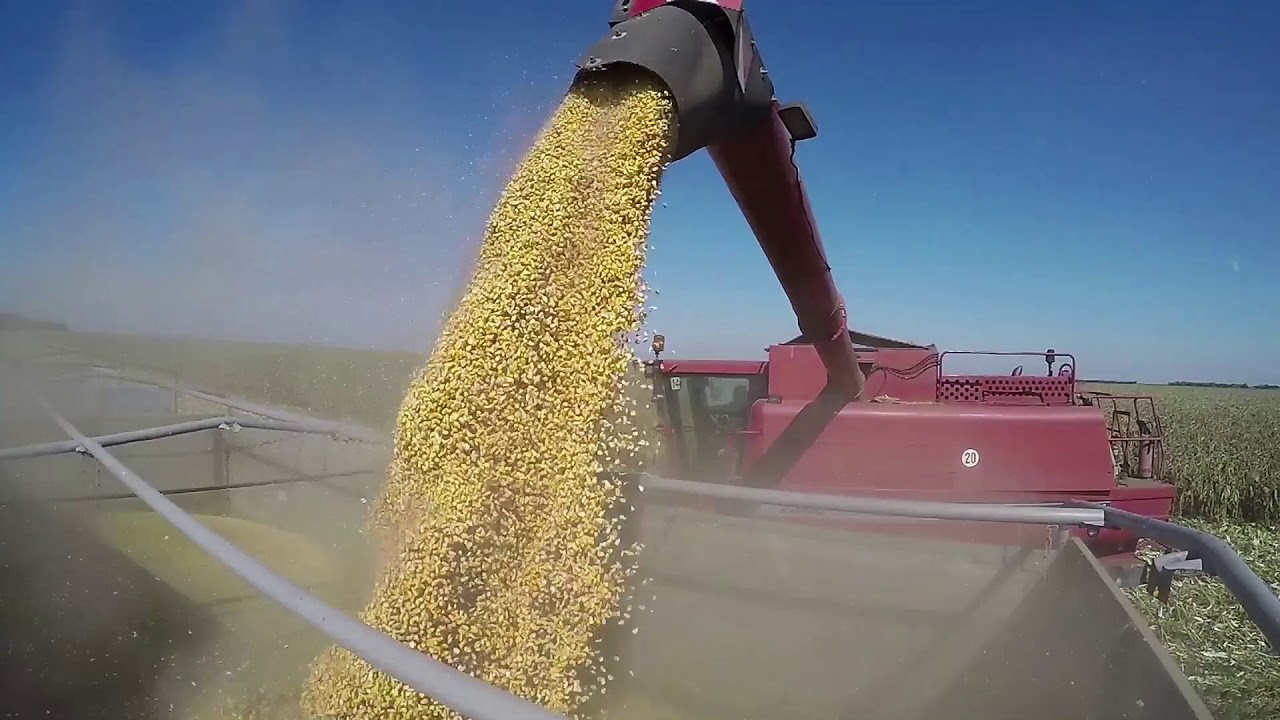 Seed Consultants - Simply the Best Value in the Seed Industry™