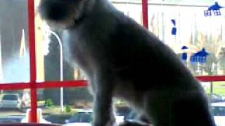 22012010(001)x.mp4