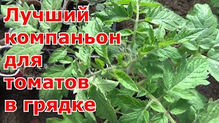 Лучший сосед по грядке для томатов и перцев- базилик. Отличный способ посева и выращивания базилика.