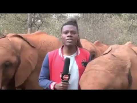 a broadcasting accident caused by an elephant