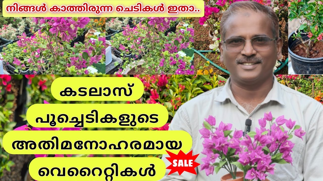 നിങ്ങൾ ആഗ്രഹിച്ച കടലാസ് ചെടികളുടെ വെറൈറ്റികൾ | Low Cost Rare Varieties of boigainvillea plants 🤩🏵️
