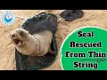 Seal Saved From Thin String