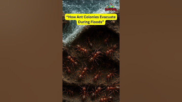 How Ant Colonies Evacuate During Floods #shorts  #youtubeshorts #reels #ants #evacuate #floods