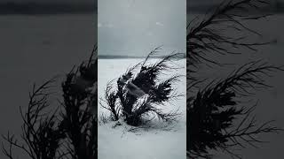 Бунин И. - Кустарник. #музыка #стихи #песня #бунин