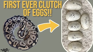 My First Ever Ball Python Clutch!!