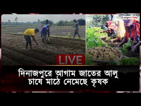 🔴LIVE: দিনাজপুরে আগাম জাতের আলু চাষে মাঠে নেমেছে কৃষক | Dinajpur | Jago News