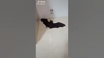 Live Bat Man In Saudi Arabia 