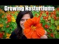 Growing Nasturtiums - An Edible, Easy-to-Grow Cool Season Flower 🌺