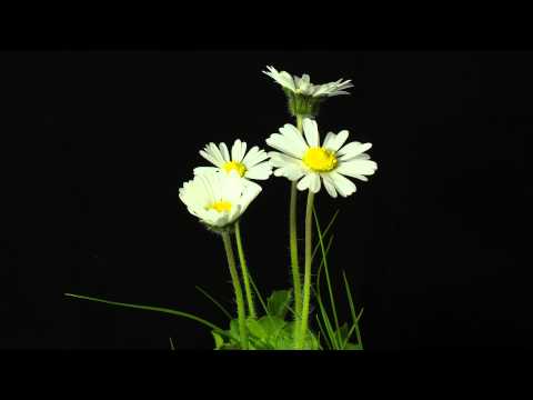 A Daisy's Journey: Full Bloom Timelapse In Ultra HD