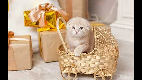 Video 1692771: british shorthair kittens, cat feeding kittens, mom feeding kittens, kittens born, little kitten, funniest cats, cute kitten