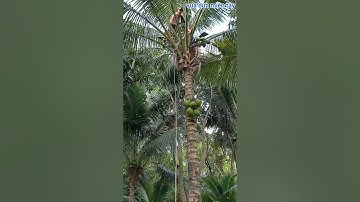 Vua Dừa Miền Tây// cây dừa xiêm xưa quầy rất sai trái