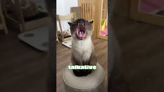 Top 3 Most Affectionate Cat Breeds