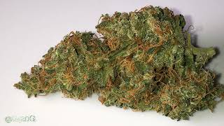 s6 Jack Herer Auto Fem Flowers CIM PHENO 2
