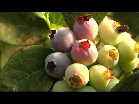 VISITA MAYORES BIONEST 05-04-2018 doñana reservas