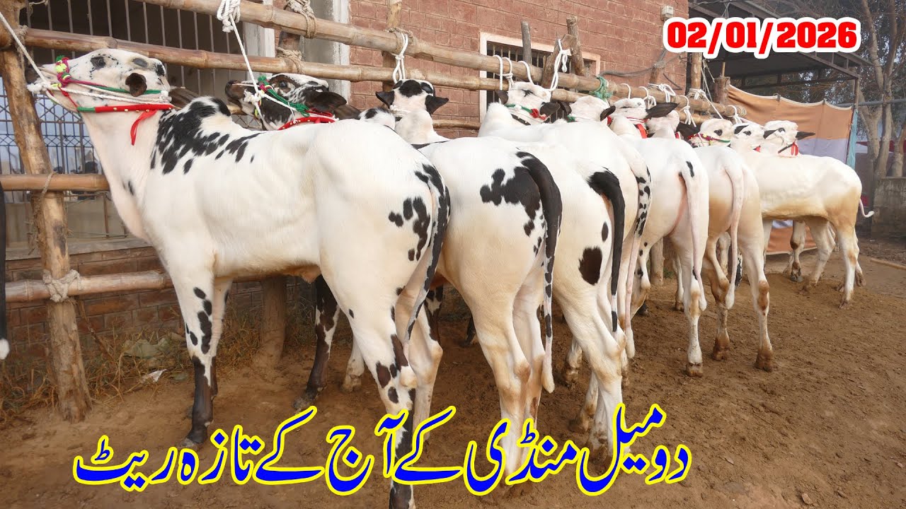 Today Domail Mandi Fatehjang Rate’s update01/Jan.2026-Part01Sunny Video Fateh Jang Cow Mandi 2026